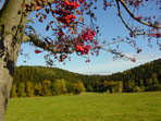 Vogelbeerbaum bei R�thenbach