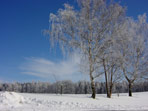Birken an der Beerwalder Stra�e, Pretzschendorf