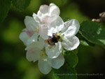 Apfelbl&uuml;te mit Hummel