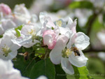 Apfelbl&uuml;ten mit Bienen