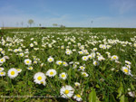 G&auml;nsebl&uuml;mchen