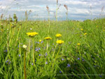 Wiese